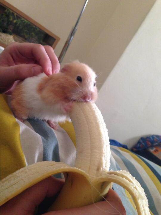 Hamster isst Banane