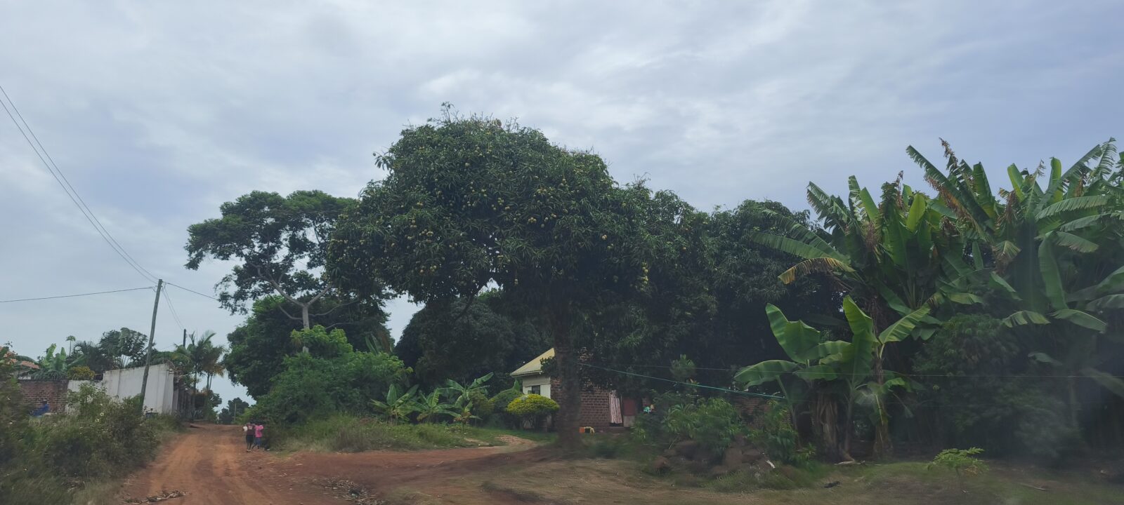 Mango Tree