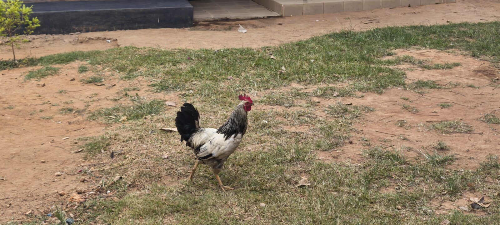 Chicken in Kisubi